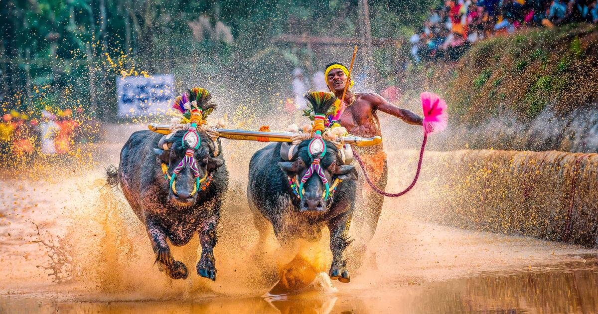Kambala Buffalo Race